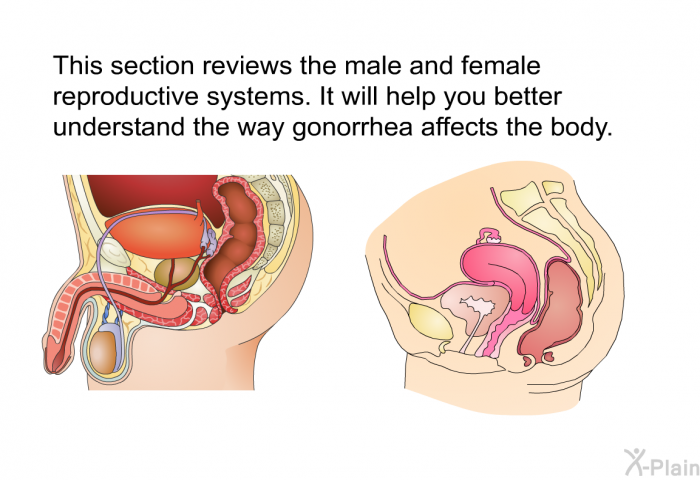 This section reviews the male and female reproductive systems. It will help you better understand the way gonorrhea affects the body.