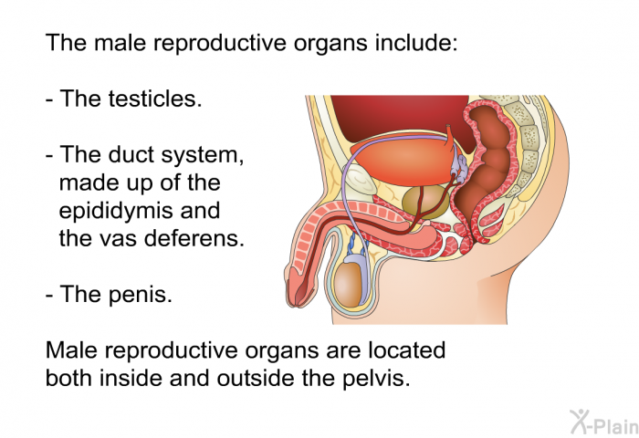 The male reproductive organs include:  The testicles. The duct system, made up of the epididymis and the vas deferens. The penis.  
Male reproductive organs are located both inside and outside the pelvis.