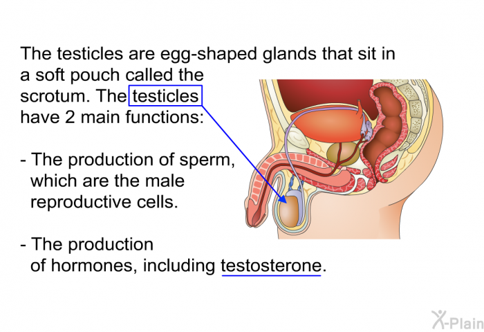 The testicles are egg-shaped glands that sit in a soft pouch called the scrotum. The testicles have 2 main functions:  The production of sperm, which are the male reproductive cells. The production of hormones, including testosterone.