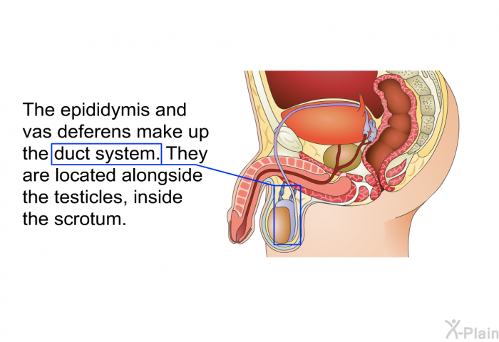 The epididymis and vas deferens make up the duct system. They are located alongside the testicles, inside the scrotum.