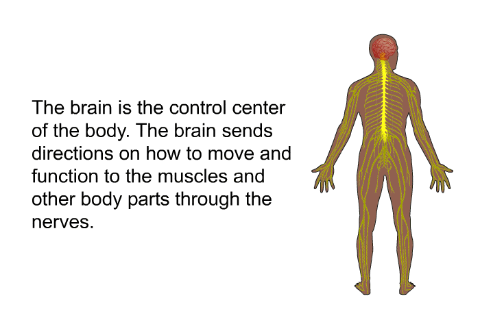 The brain is the control center of the body. The brain sends directions on how to move and function to the muscles and other body parts through the nerves.