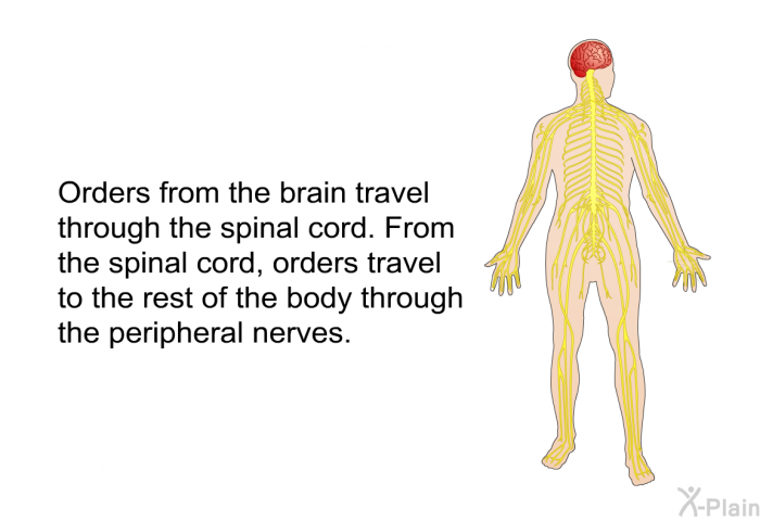 Orders from the brain travel through the spinal cord. From the spinal cord, orders travel to the rest of the body through the peripheral nerves.