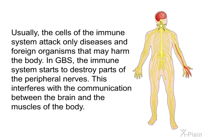 Usually, the cells of the immune system attack only diseases and foreign organisms that may harm the body. In GBS, the immune system starts to destroy parts of the peripheral nerves. This interferes with the communication between the brain and the muscles of the body.