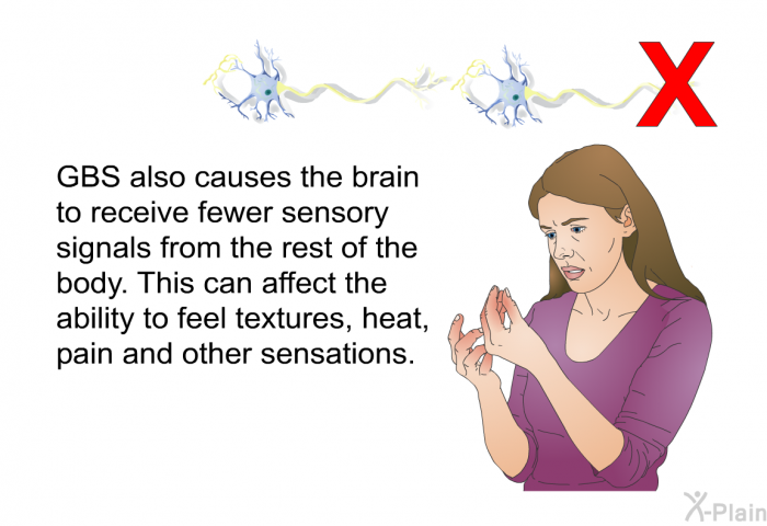 GBS also causes the brain to receive fewer sensory signals from the rest of the body. This can affect the ability to feel textures, heat, pain and other sensations.