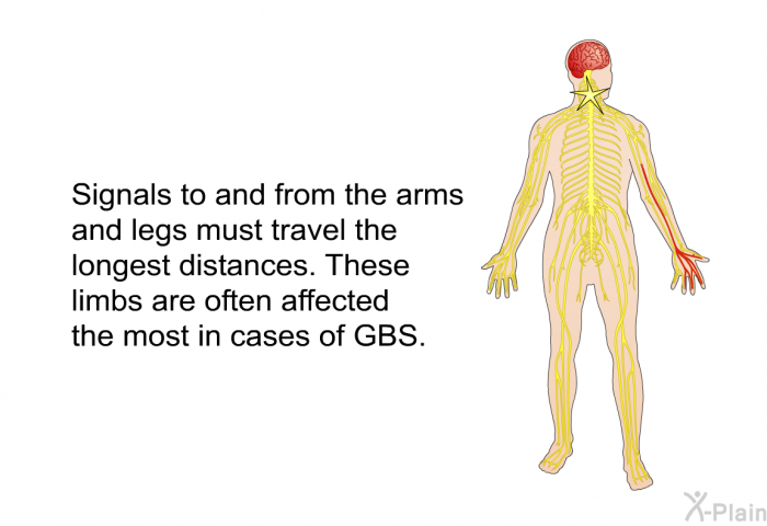 Signals to and from the arms and legs must travel the longest distances. These limbs are often affected the most in cases of GBS.