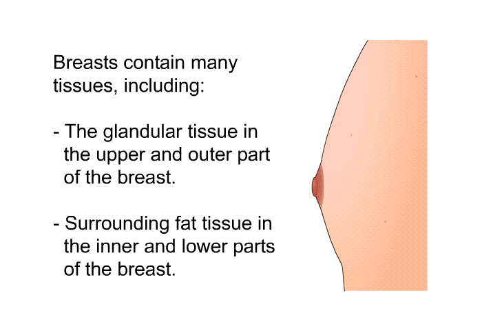 Breasts contain many tissues, including:  The glandular tissue in the upper and outer part of the breast. Surrounding fat tissue in the inner and lower parts of the breast.