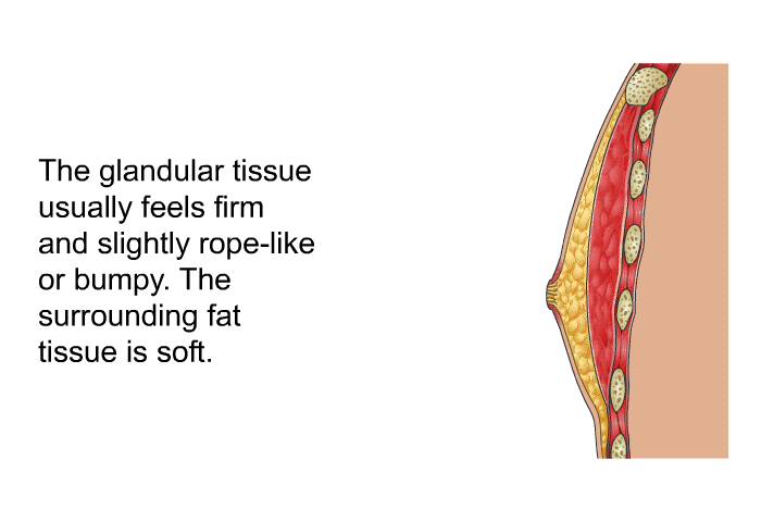 The glandular tissue usually feels firm and slightly rope-like or bumpy. The surrounding fat tissue is soft.