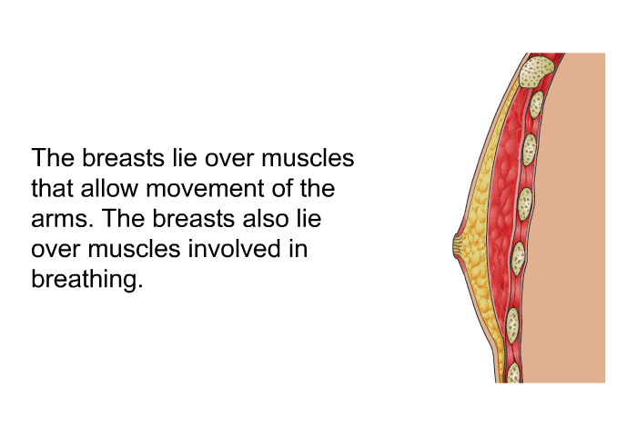 The breasts lie over muscles that allow movement of the arms. The breasts also lie over muscles involved in breathing.