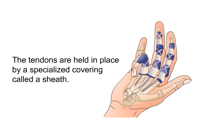 The tendons are held in place by a specialized covering called a sheath.