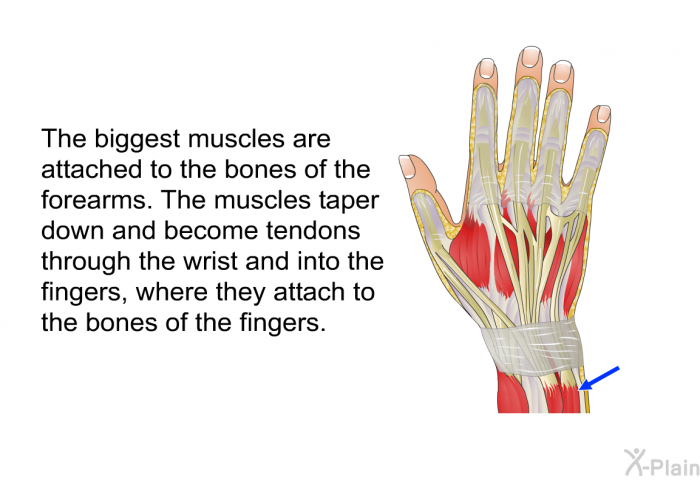 The biggest muscles are attached to the bones of the forearms. The muscles taper down and become tendons through the wrist and into the fingers, where they attach to the bones of the fingers.