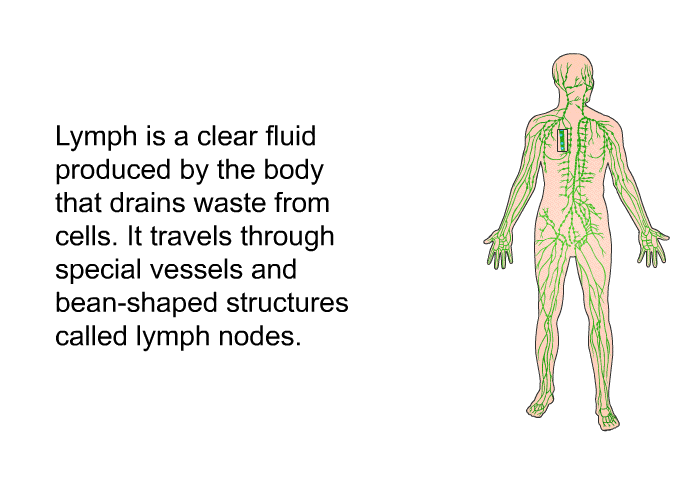 Lymph is a clear fluid produced by the body that drains waste from cells. It travels through special vessels and bean-shaped structures called lymph nodes.