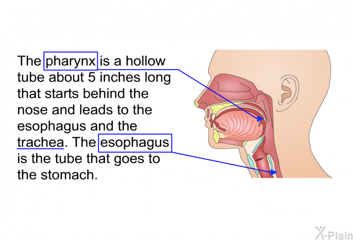 The pharynx is a hollow tube about 5 inches long that starts behind the nose and leads to the esophagus and the trachea. The esophagus is the tube that goes to the stomach.