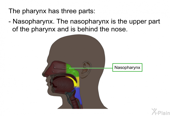 The pharynx has three parts:  Nasopharynx. The nasopharynx is the upper part of the pharynx and is behind the nose.