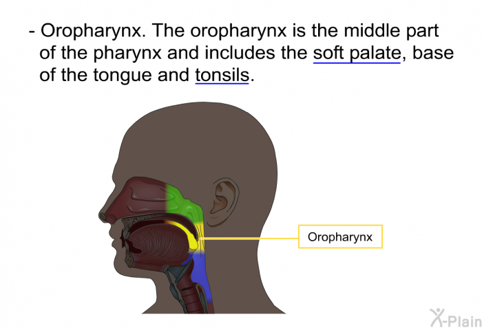 Oropharynx. The oropharynx is the middle part of the pharynx and includes the soft palate, base of the tongue and tonsils.