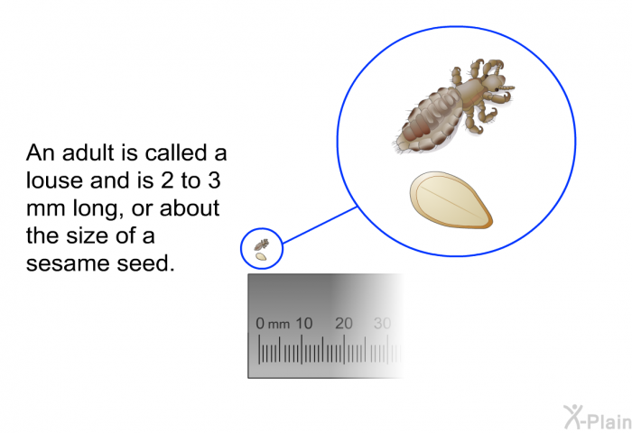 An adult is called a louse and is 2 to 3 mm long, or about the size of a sesame seed.