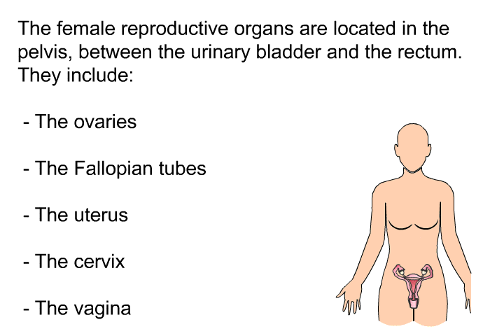 The female reproductive organs are located in the pelvis, between the urinary bladder and the rectum. They include:  The ovaries The Fallopian tubes The uterus The cervix The vagina