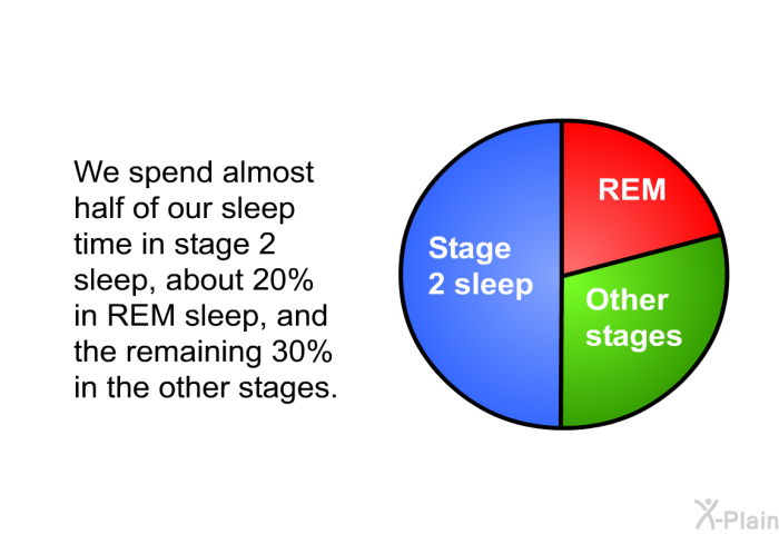 We spend almost half of our sleep time in stage 2 sleep, about 20% in REM sleep, and the remaining 30% in the other stages.