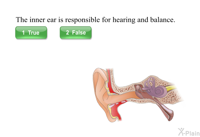 The inner ear is responsible for hearing and balance.