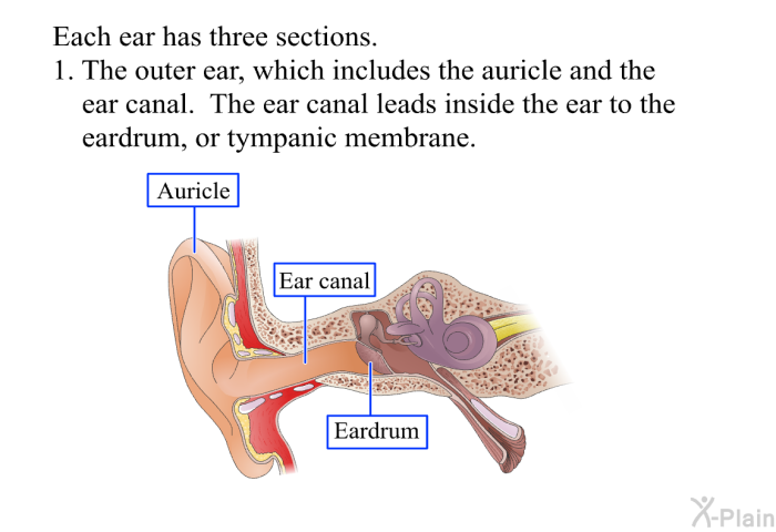 Each ear is has three sections.  The outer ear, which includes the auricle and the ear canal. The ear canal leads inside the ear to the eardrum, or tympanic membrane.