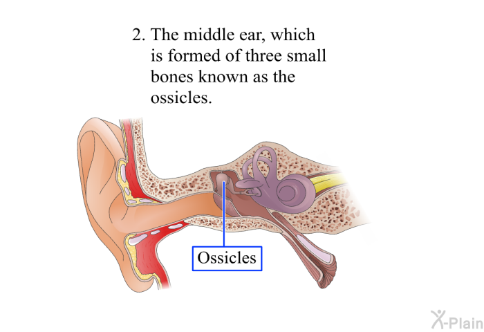 The middle ear, which is formed of three small bones known as the ossicles.