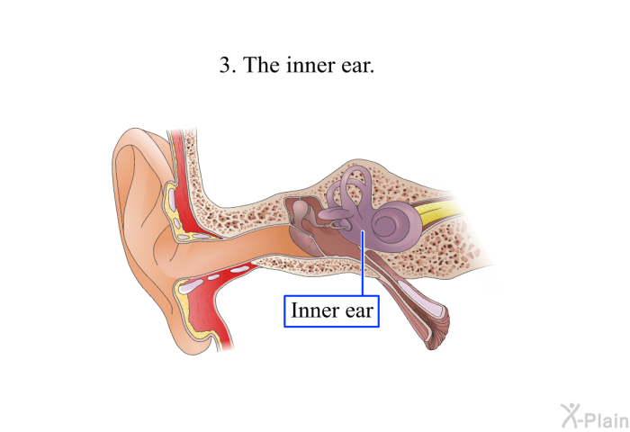 The inner ear.
