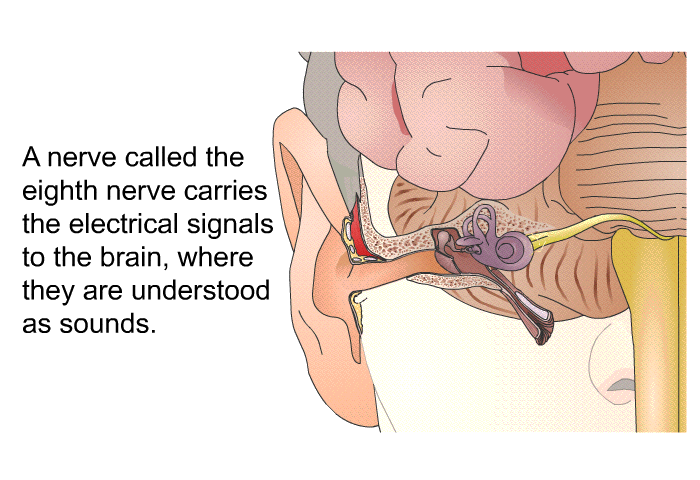 A nerve called the eighth nerve carries the electrical signals to the brain, where they are understood as sounds.