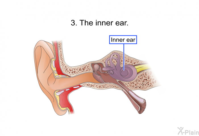 The inner ear.