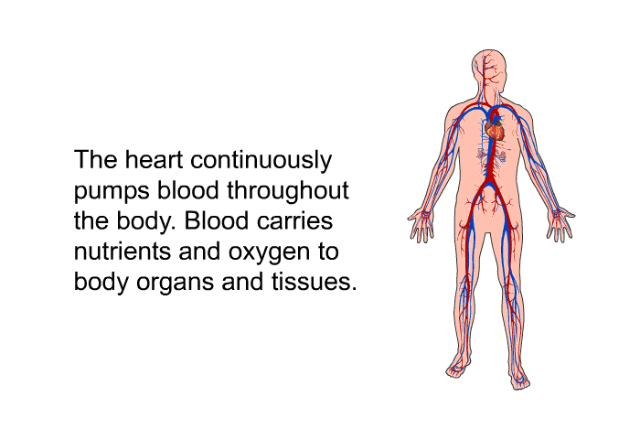 The heart continuously pumps blood throughout the body. Blood carries nutrients and oxygen to body organs and tissues.