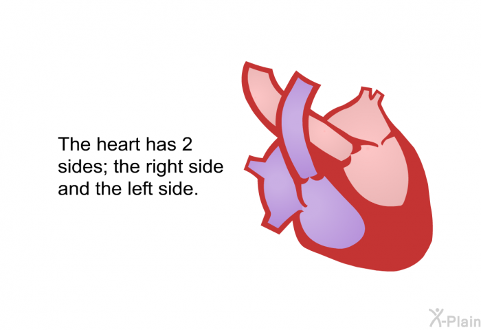 The heart has 2 sides; the right side and the left side.