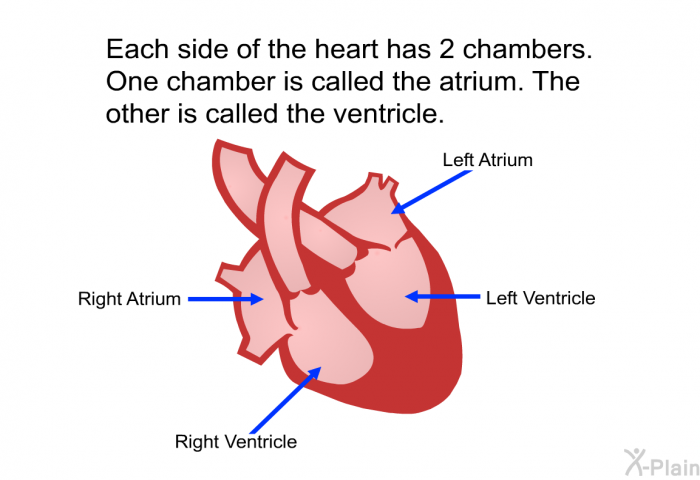 Each side of the heart has 2 chambers. One chamber is called the atrium. The other is called the ventricle.