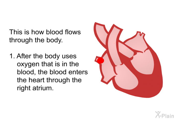 This is how blood flows through the body.  After the body uses oxygen that is in the blood, the blood enters the heart through the right atrium.