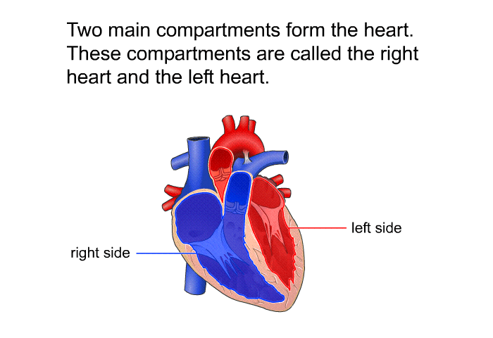 Two main compartments form the heart. These compartments are called the right heart and the left heart.