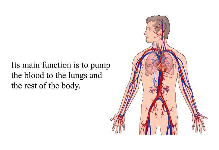Its main function is to pump the blood to the lungs and the rest of the body.