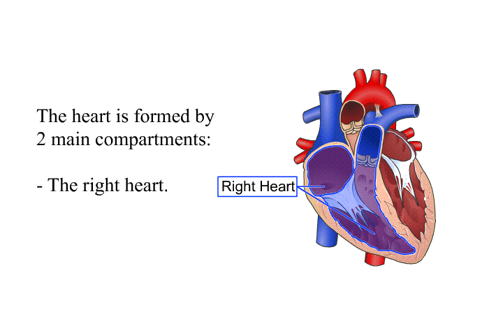 The heart is formed by 2 main compartments:  The right heart.