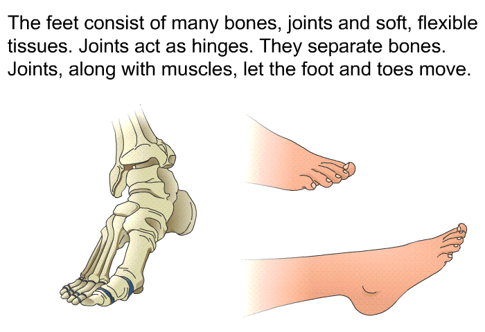 The feet consist of many bones, joints and soft, flexible tissues. Joints act as hinges. They separate bones. Joints, along with muscles, let the foot and toes move.