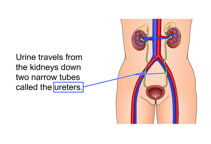 Urine travels from the kidneys down two narrow tubes called the ureters.
