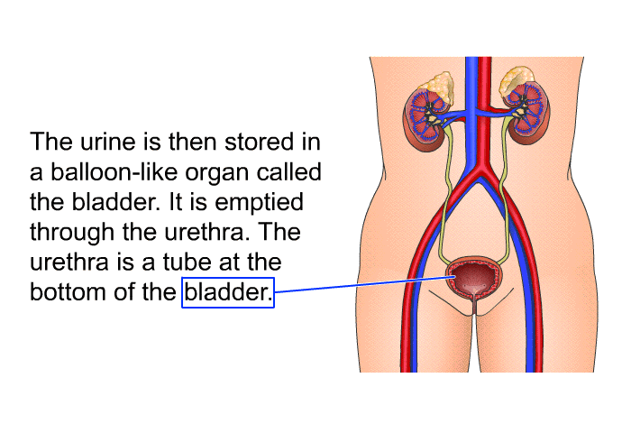 The urine is then stored in a balloon-like organ called the bladder. It is emptied through the urethra. The urethra is a tube at the bottom of the bladder.