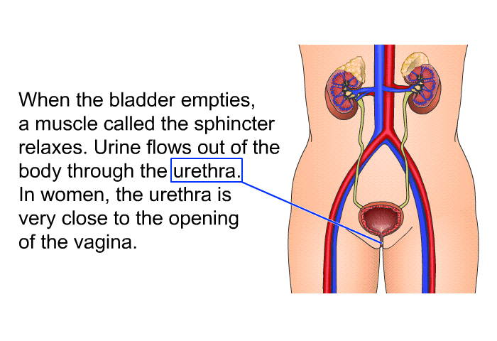 When the bladder empties, a muscle called the sphincter relaxes. Urine flows out of the body through the urethra. In women, the urethra is very close to the opening of the vagina.