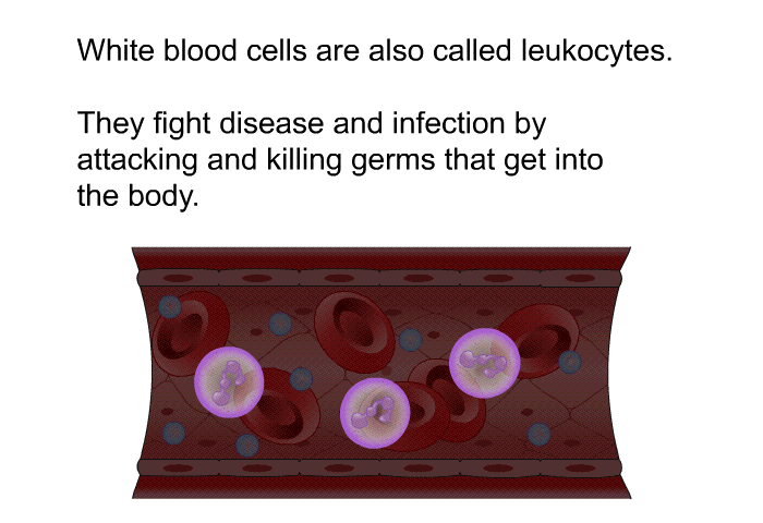 White blood cells are also called leukocytes. They fight disease and infection by attacking and killing germs that get into the body.