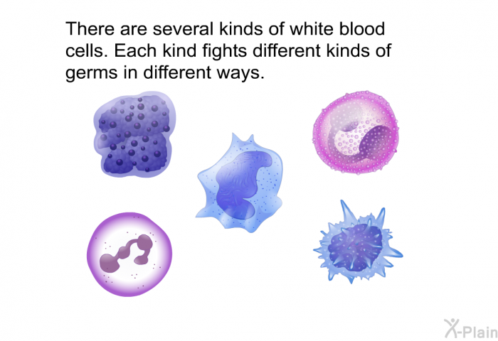 There are several kinds of white blood cells. Each kind fights different kinds of germs in different ways.