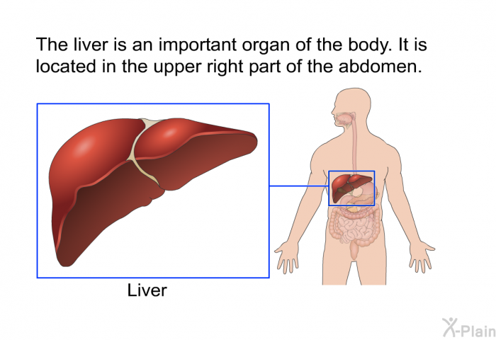 The liver is an important organ of the body. It is located in the upper right part of the abdomen.