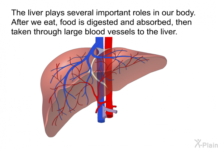 The liver plays several important roles in our body. After we eat, food is digested and absorbed, then taken through large blood vessels to the liver.