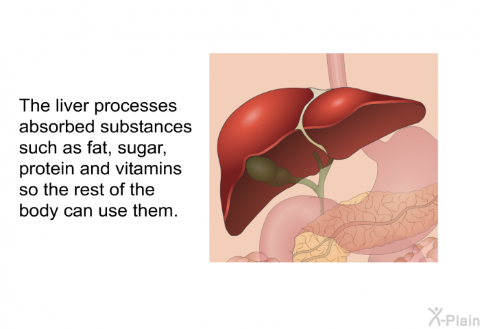The liver processes absorbed substances such as fat, sugar, protein and vitamins so the rest of the body can use them.