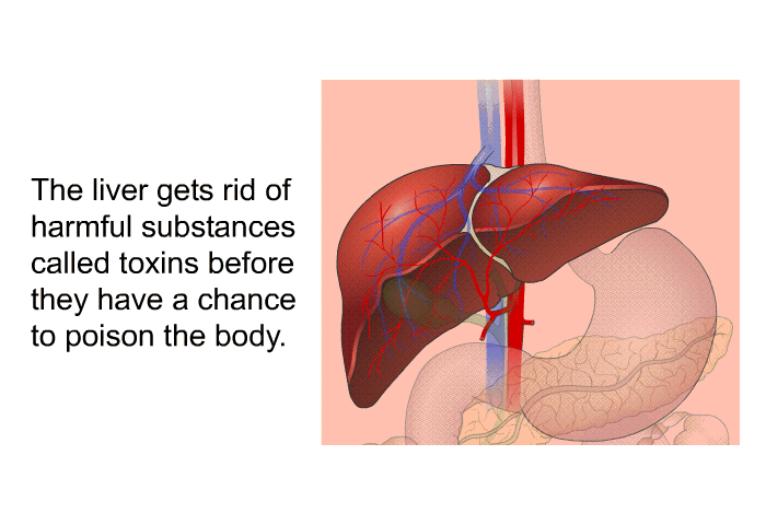 The liver gets rid of harmful substances called toxins before they have a chance to poison the body.