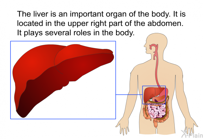 The liver is an important organ of the body. It is located in the upper right part of the abdomen. It plays several roles in the body.