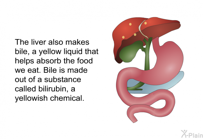 The liver also makes bile, a yellow liquid that helps absorb the food we eat. Bile is made out of a substance called bilirubin, a yellowish chemical.