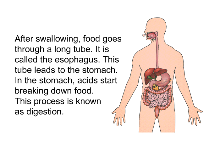After swallowing, food goes through a long tube. It is called the esophagus. This tube leads to the stomach. In the stomach, acids start breaking down food. This process is known as digestion.