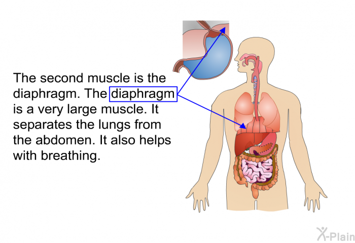 The second muscle is the diaphragm. The diaphragm is a very large muscle. It separates the lungs from the abdomen. It also helps with breathing.