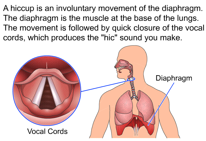 A hiccup is an involuntary movement of the diaphragm. The diaphragm is the muscle at the base of the lungs. The movement is followed by quick closure of the vocal cords, which produces the "hic" sound you make.