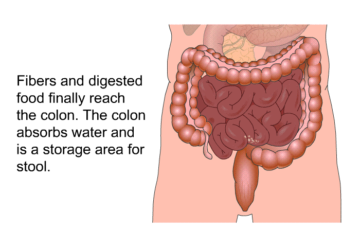 Fibers and digested food finally reach the colon. The colon absorbs water and is a storage area for stool.